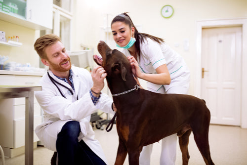 How Scents Can Benefit Your Veterinary Clinic
