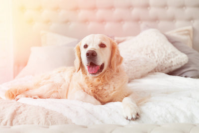 Scent Solutions For Pet Hotels & Resorts